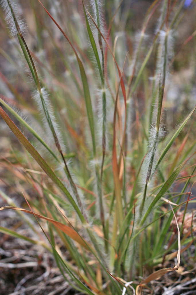one-spike oat grass