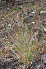 Danthonia unispicata
