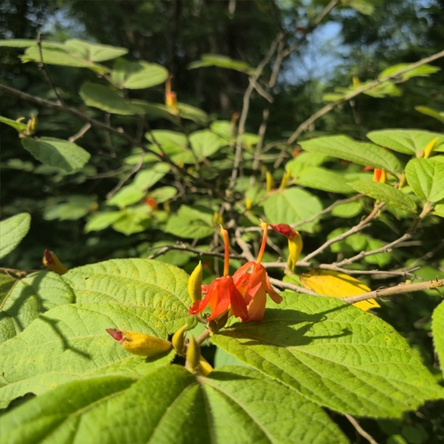 East Indian screw tree