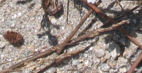 Agrostis × fouilladei iNat (2)