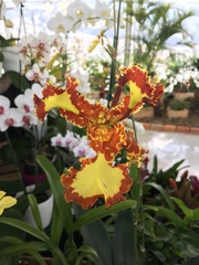 Psychopsis