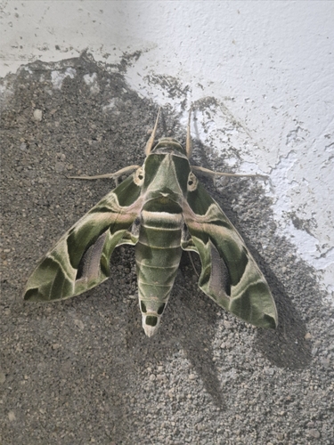 Oleander Hawkmoth