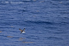 Puffinus lherminieri