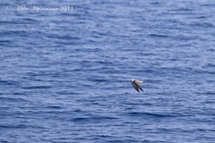 Onychoprion anaethetus