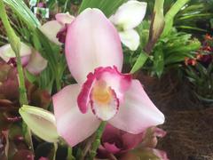 Lycaste