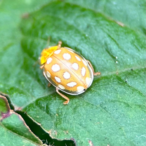 Sechzehnfleckiger Marienkäfer