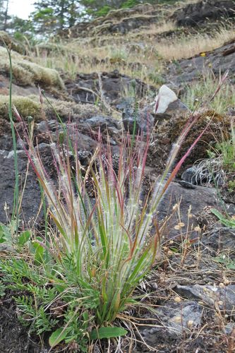 onespike danthonia (Danthonia unispicata)