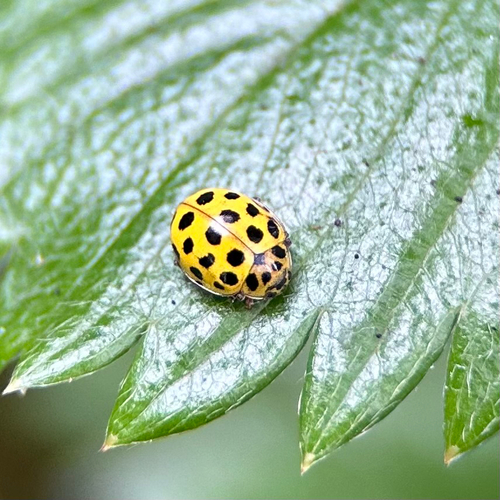 Zweiundzwanzigpunkt-Marienkäfer