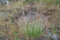 Danthonia unispicata