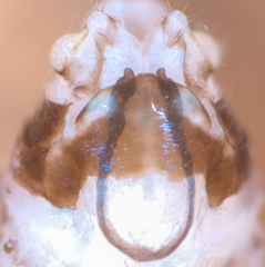 Mesopsocus immunis
