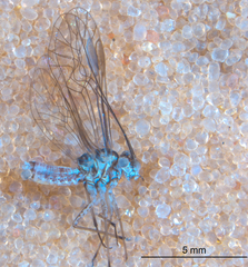 Mesopsocus immunis