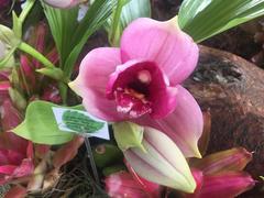 Lycaste