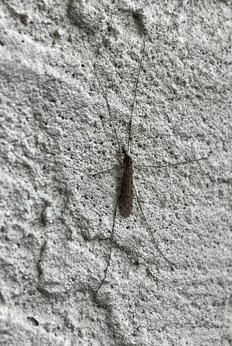 Unknown species found near Johnson County, US-KS, US