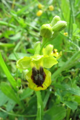 Ophrys lutea phryganae