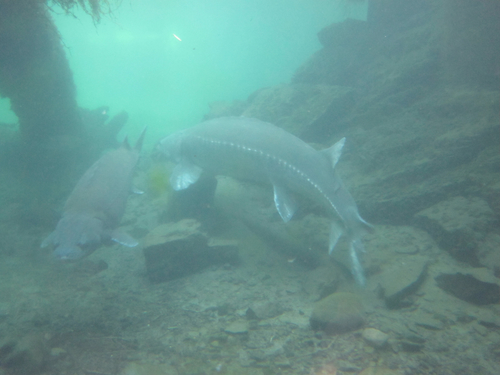 White Sturgeon