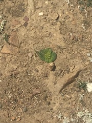 Scrophularia wattii