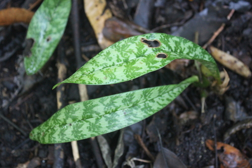 Monk orchid (Eulophia maculata)