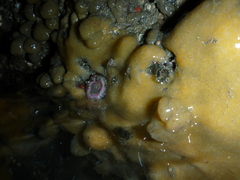 Halichondria panicea