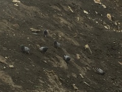 Columba rupestris