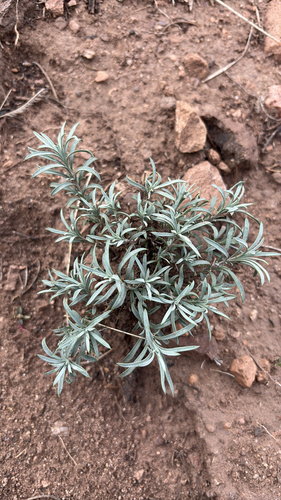Toadflax Beardtongue (Penstemon linarioides)