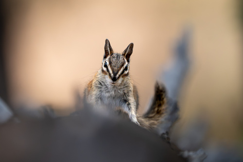 Невадийский бурундук observed by iburyl