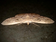 Perixera illepidaria