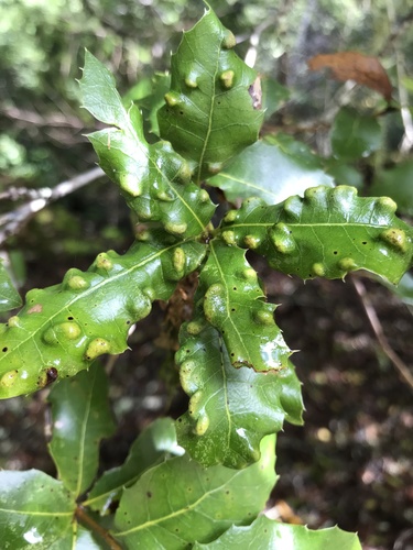 Live Oak Erineum Mite