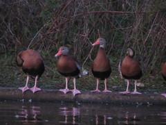 Dendrocygna autumnalis