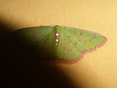Lissochlora albociliaria