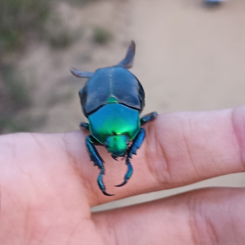 Pelidnota burmeisteri