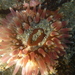 Stubby Rose Anemone - Photo (c) Alison Young, some rights reserved (CC BY-NC), uploaded by Alison Young