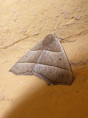 Cosmophyga privataria