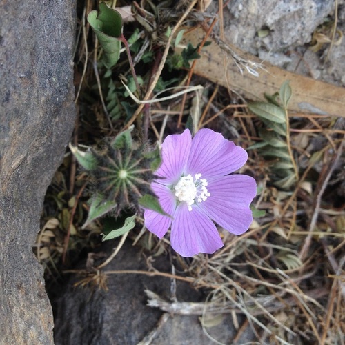 violettas