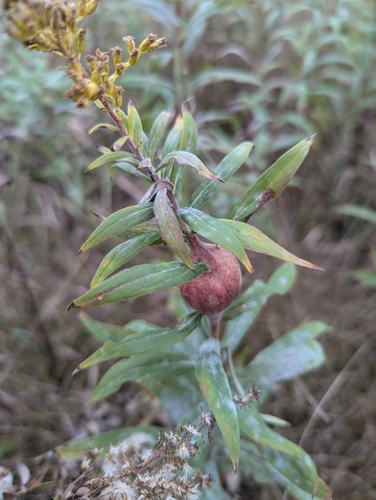 Unknown species found near Masonville Township, MI 49878, USA