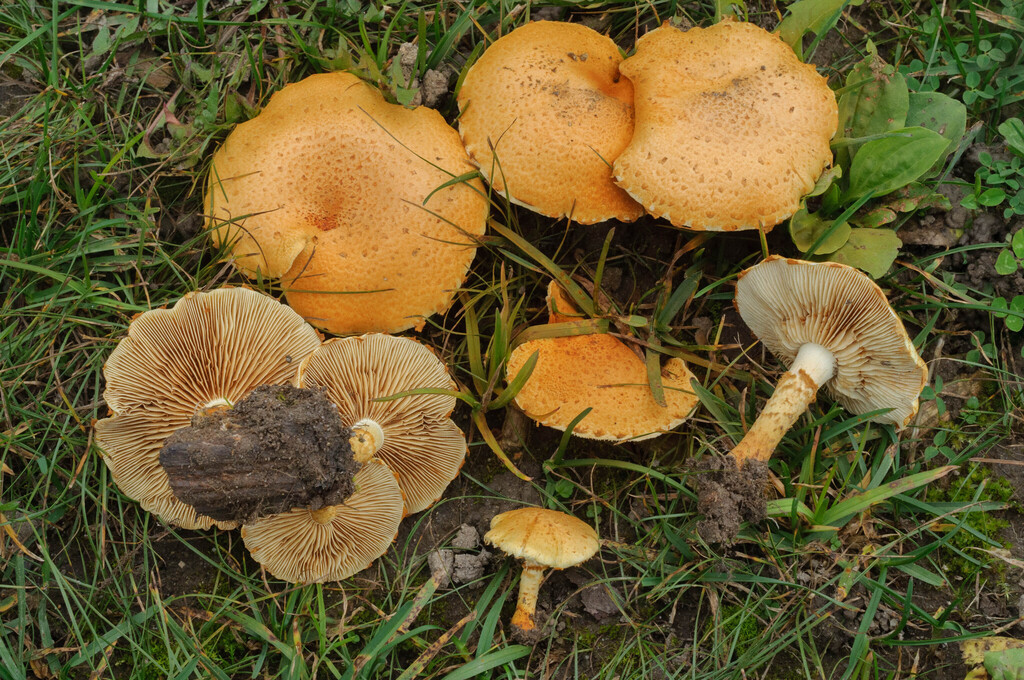 Pholiota lucifera