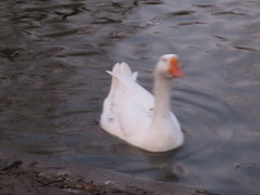 Anser cygnoides domesticus