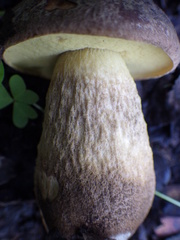 Leccinellum corsicum