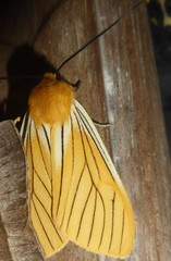 Pseudischnocampa striata