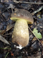 Leccinellum corsicum