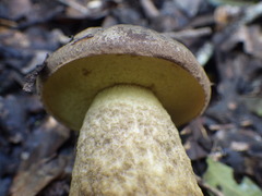 Leccinellum corsicum