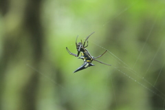 Micrathena raimondi