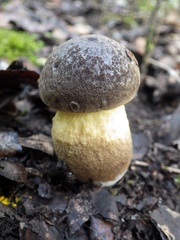 Leccinellum corsicum