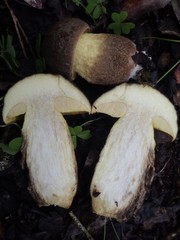 Leccinellum corsicum