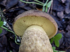 Leccinellum corsicum