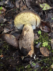 Leccinellum corsicum