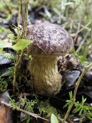 Leccinellum corsicum