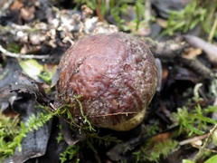 Leccinellum corsicum