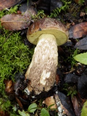 Leccinellum corsicum