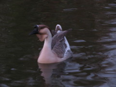 Anser cygnoides domesticus