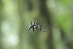 Micrathena raimondi